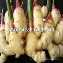 high quality varieties of ginger from China